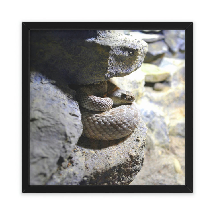 Latitude Run® Snake Picture Frame Illustration Wayfair